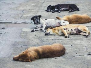 Bocah Meninggal dengan Gejala Rabies, Eliminasi Anjing Radius 10 Kilometer