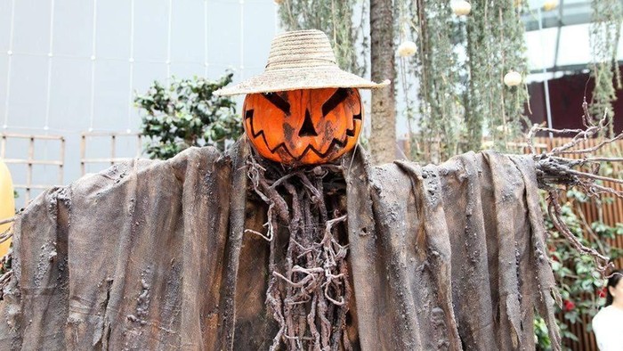 Sejarah labu Jack O Lantern tidak bisa lepas dari perayaan Halloween. Saat Hari Halloween, labu-labu tersebut biasanya dihias menyerupai sosok yang menyeramkan.