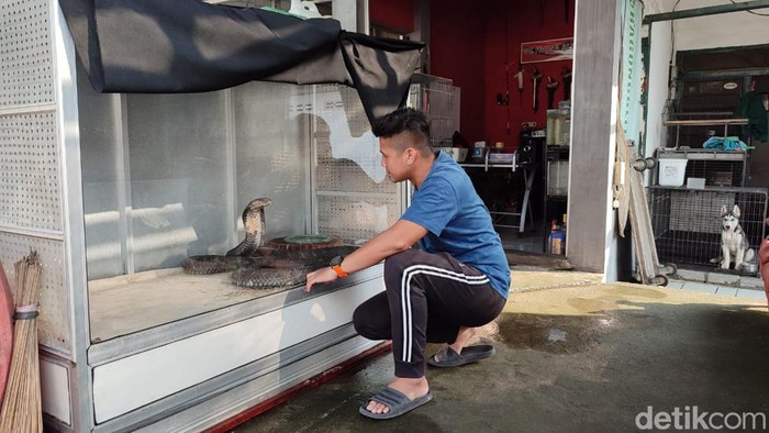 Ular Kobra 4,5 meter yang menewaskan tuannya di Trenggalek telah dievakuasi tim Panji Petualang