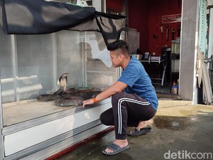 Batal Titip ke KBS, King Kobra Tewaskan Tuannya Disimpan Tim Panji Petualang
