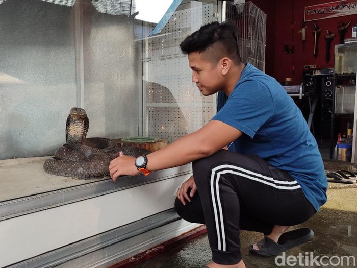 Ular Kobra 4,5 meter yang menewaskan tuannya di Trenggalek telah dievakuasi tim Panji Petualang