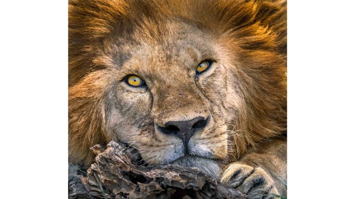 Benjamin Mkapa African Wildlife Photography Award 2022 Benjamin Mkapa African Wildlife Photography Award 2022