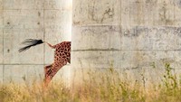 Gambar ini, diambil di Kenya oleh Jose Fragozo, memenangkan kategori Koeksistensi dan Konflik. Pada tahun 2019, Kenya menyelesaikan pembangunan rel kereta api yang melintasi Taman Nasional Nairobi, dan di sini seekor jerapah terlihat berlari di antara pilar-pilar rel kereta api.