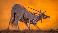 Oryx berduel saat matahari terbit di Kenya, memenangkan kategori Perilaku Satwa Liar Afrika. Fotografer yang berbasis di India, Vijayram Harinatham, berhasil menangkap pemandangan ajaib ini.