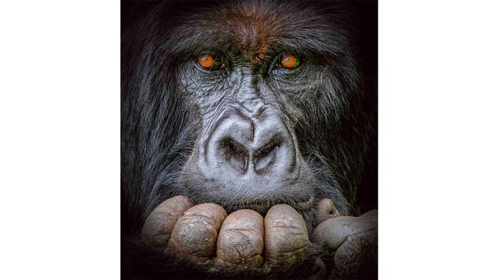 Benjamin Mkapa African Wildlife Photography Award 2022 Benjamin Mkapa African Wildlife Photography Award 2022