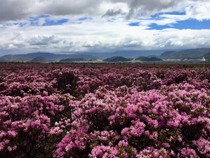 Berkurangnya Bunga Rhododendron, Berkurang Pula Kunjungan Wisatawan ke Nepal