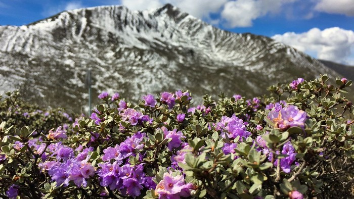 Bunga rhododendron Pegunungan Hengduan
