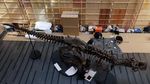 Fosil T. Rex Mau Dilelang, Harganya Dahsyat!
