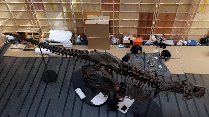 Shen the T. rex, a 1.4 tonne Tyrannosaurus Rex dinosaur skeleton that is being offered for auction by Christie's, is assembled for display at the Victoria Theatre & Concert Hall in Singapore October 27, 2022. REUTERS/Edgar Su