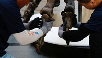 Kru tengah merakit tulang kaki Shen the T. rex, kerangka fosil dinosaurus Tyrannosaurus rex yang ditemukan di Amerika Utara di Victoria Theatre & Concert Hall, Singapura, Kamis (27/10/2022).