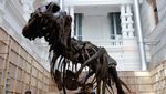 Fosil T. Rex Mau Dilelang, Harganya Dahsyat!