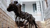 Lelang kerangka T. rex Shen di Hong Kong itu akan menandai pertama kalinya kerangka T. rex dijual di pasar lelang Asia.