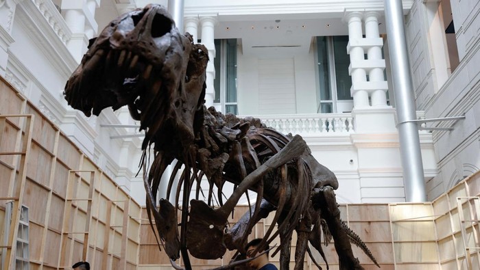 Shen the T. rex, a 1.4 tonne Tyrannosaurus Rex dinosaur skeleton that is being offered for auction by Christie's, is assembled for display at the Victoria Theatre & Concert Hall in Singapore October 27, 2022. REUTERS/Edgar Su