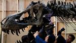 Fosil T. Rex Mau Dilelang, Harganya Dahsyat!