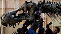 T. rex Shen, kerangka fosil dinosaurus Tyrannosaurus rex yang ditemukan di Amerika Utara dirakit untuk dipamerkan di Victoria Theatre & Concert Hall, Singapura, Kamis (27/10/2022).