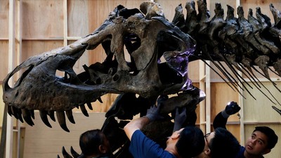 Fosil T. Rex Mau Dilelang, Harganya Dahsyat!