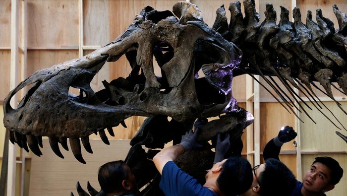 Shen the T. rex, a 1.4 tonne Tyrannosaurus Rex dinosaur skeleton that is being offered for auction by Christie's, is assembled for display at the Victoria Theatre & Concert Hall in Singapore October 27, 2022. REUTERS/Edgar Su