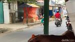 Murah Banget, Jajan Nasi Pecel dan Es Teler Rp 3.500 di Pasar Bangilan Tuban