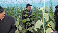 Kim Jong Un melihat tanaman yang telah tumbuh di Ryonpho Greenhouse Farm.