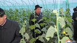 Mengintip Pertanian Rumah Kaca Megaproyek Kim Jong Un