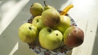 Karuania alam juga mempengaruhi umur panjang warga Azerbaijan, seperti Pir dan apel dari kebun Halima Qanbarova ini. Pohon-pohon yang mungkin sezaman dengan sesepuh sana yang terkenal berumur panjang.