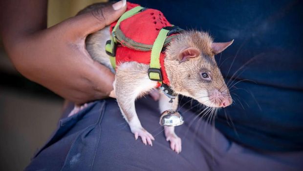 Tikus APPO dilatih untuk deteksi gempa.