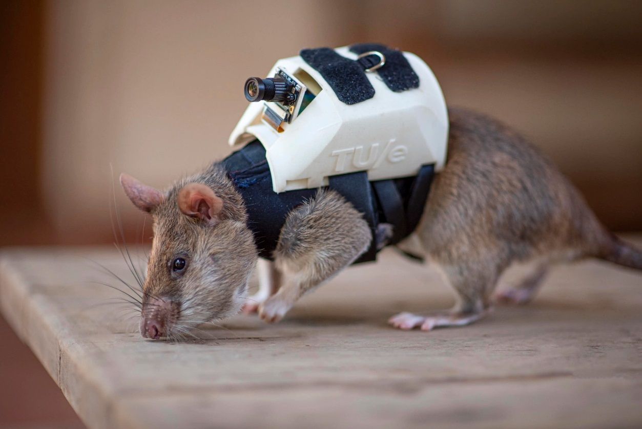 Tikus APPO dilatih untuk deteksi korban gempa di reruntuhan.