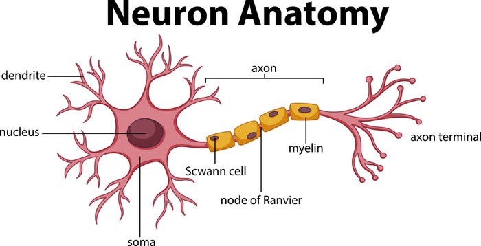 Diagram of Neuron Anatomy  illustration