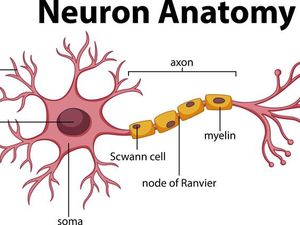 Apa Fungsi Akson atau Neurit dalam Sistem Saraf Tubuh?