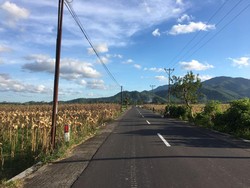 Desa Banyu Urip yang berada di bawah kaki Gunung Mareje sebelah utara ini, kerap memiliki banyak spot wisata. Baru ada Jembatan Pelangi yang menjadi lokasi foto selfie favorit. Namun suasana Desa Banyu Urip yang tenang dan nyaman cocok untuk jadi tempat healing. Melewati sepanjang jalan desa, traveler akan dimanjakan pemandangan aktivitas petani. Foto: Ahmad Viqi/detikBali