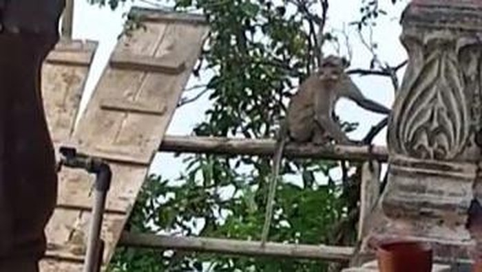 Kera ekor panjang masuk ke halaman warga Dukug Gobumi, Desa Mriyan, Kecamatan Tamansari, Kabupaten Boyolali.