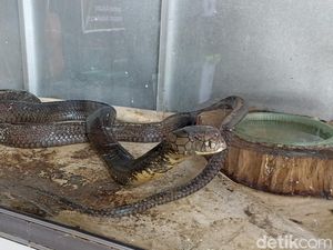Keluarga Pawang Ular Tegaskan Tak Ada yang Minta King Kobra Dipulangkan