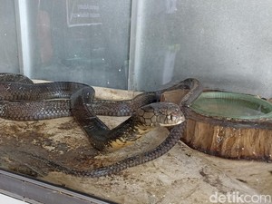 Siapa Sangka King Cobra yang Tewaskan Eks Asisten Panji Punya Sifat Pemalu