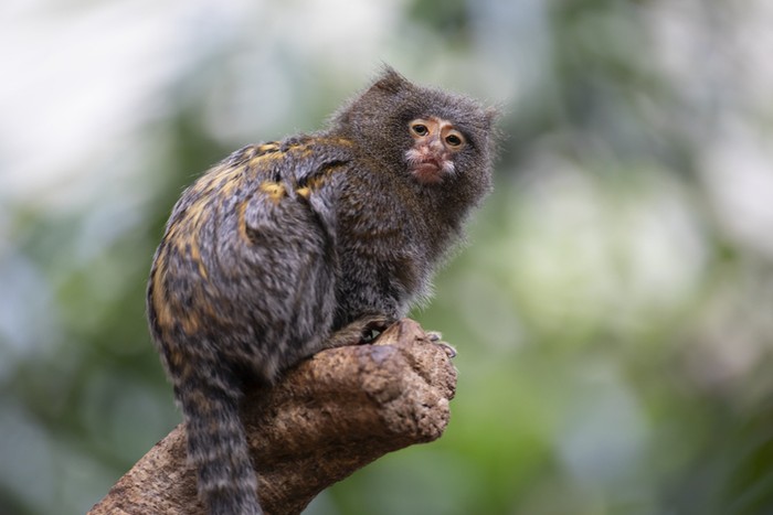 portrait of a Pygmy marmoset in natural habitat