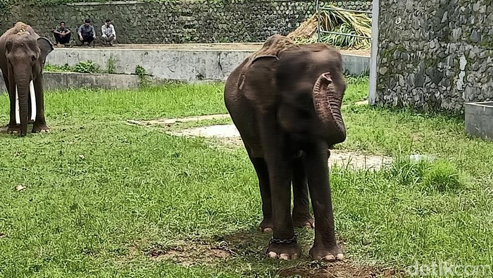 Sepasang gajah Sumatera baru saja tiba di Serulingmas Zoo Banjarnegara, Minggu (30/10/2022).
