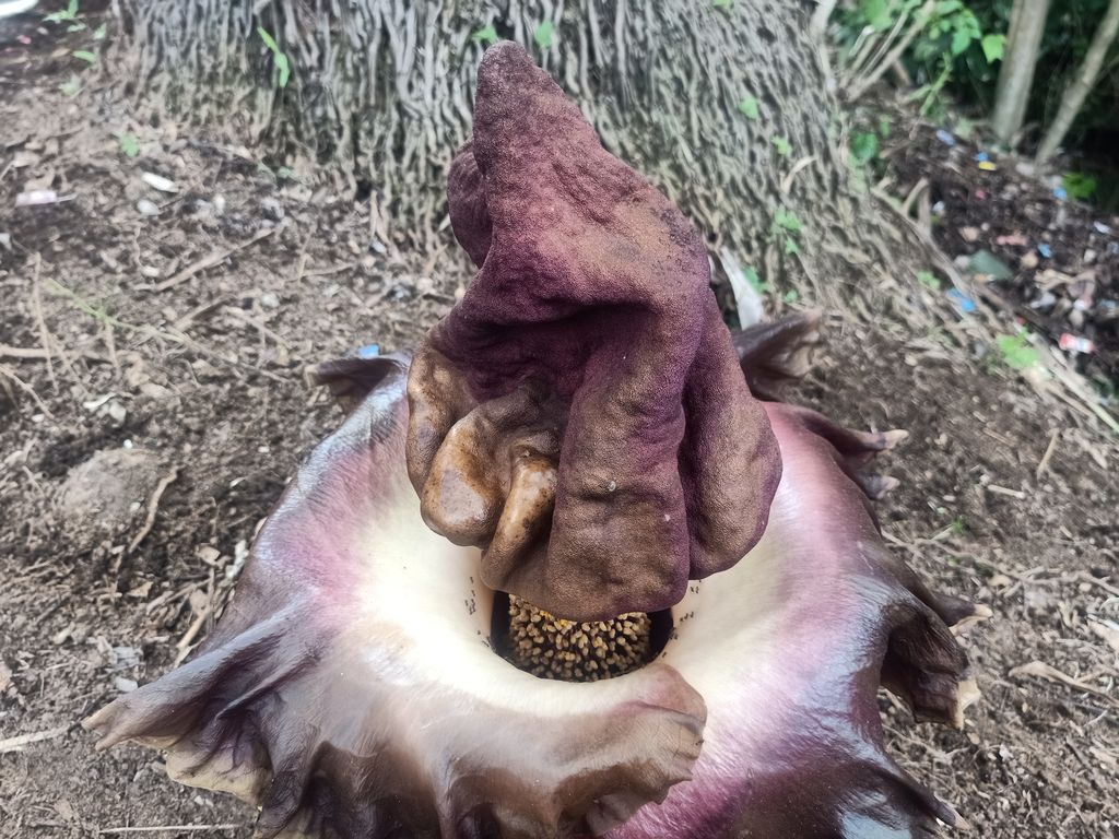Bunga bangkai jenis suweg di area Toga Land milik Universitas Bali Internasional, Tonja, Denpasar, Bali, Senin (31/10/2022). (Ni Made Lastri Karsiani Putri/detikBali)