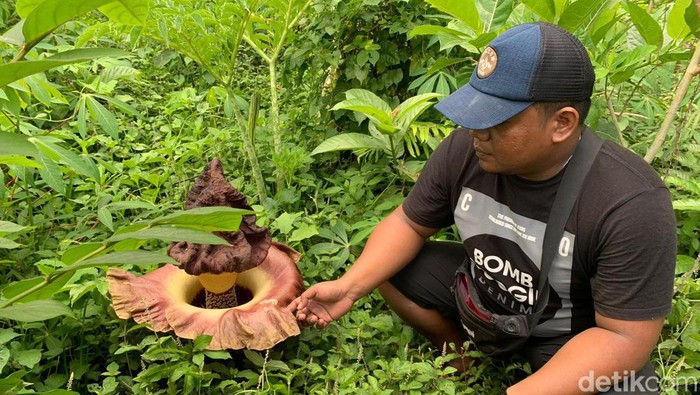 Bunga bangkai yang ditemukan di Jember