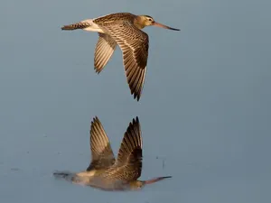 Burung Remaja Ini Ciptakan Rekor Dunia Terbang 11 Hari