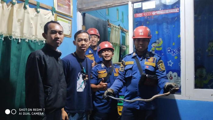 Damkar evakuasi ular king koros dari rumah warga. (dok Damkar Kab Bogor)