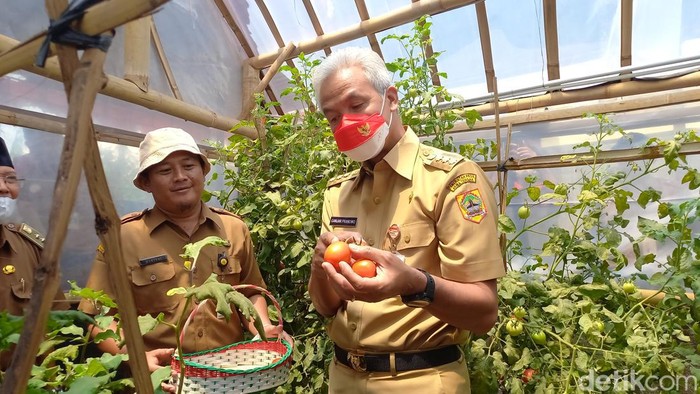 Gubernur Jateng Ganjar Pranowo cek lumbung sayur di Sukoharjo, Senin (31/10/2022)