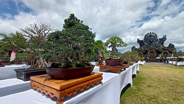 Sebagian bonsai peserta kontes di Tabanan.
