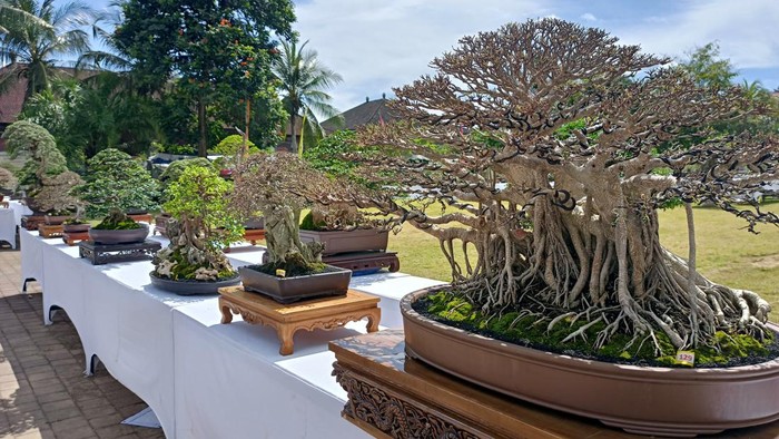 Kontes bonsai yang diikuti 583 peserta di Tabanan, Senin (31/10/2022).
