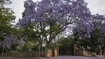 Kota Johannesburg Afrika Diselimuti Bunga Jacaranda, Indah Banget