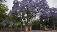 Pohon jacaranda terlihat di persimpangan jalan di Johannesburg.