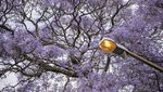 Kota Johannesburg Afrika Diselimuti Bunga Jacaranda, Indah Banget