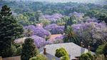 Kota Johannesburg Afrika Diselimuti Bunga Jacaranda, Indah Banget