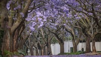 Sejak awal Oktober, kota Johannesburg di Afrika Selatan mendapatkan warna kuat pada lanskapnya. Lautan kelopak ungu dari ribuan pohon jacaranda mekar di atas jalan-jalan kota.