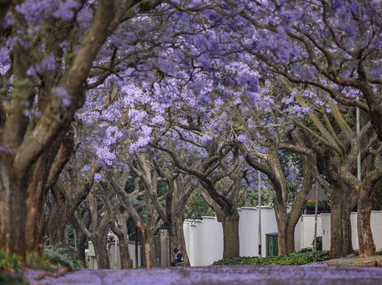 Kota Johannesburg Afrika Diselimuti Bunga Jacaranda, Indah Banget