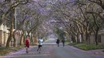Kota Johannesburg Afrika Diselimuti Bunga Jacaranda, Indah Banget