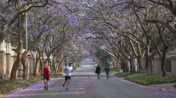 Kota Johannesburg Afrika Diselimuti Bunga Jacaranda, Indah Banget Blossoming jacaranda trees are seen in Johannesburg, on October 20, 2022. From the early days of October, the South African city of Johannesburg gets a powerful tint added to its landscape: a sea of purple petals from thousands of jacaranda trees blooms above the city older suburbs. Despite being native from South America - and for that it is now forbidden to plant new specimen - jacaranda trees are a loved feature of Gauteng province that attract guided tours and tourists. (Photo by Michele Spatari / AFP) (Photo by MICHELE SPATARI/AFP via Getty Images)